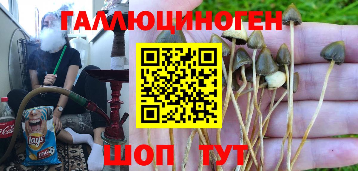 купить   Псилоцибиновые грибы ЛСД  Вход с VPN  Баксан 